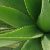 Aloe Vera Anbau – wie gewinnt man daraus Aloe Vera Saft?