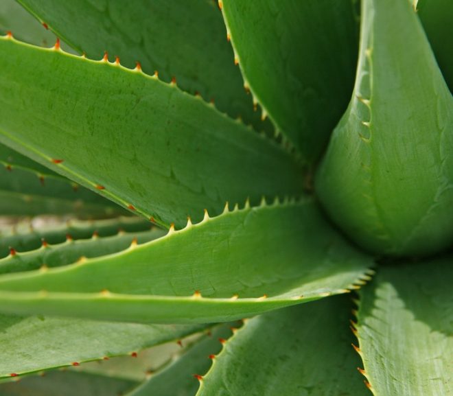 Aloe Vera Anbau – wie gewinnt man daraus Aloe Vera Saft?